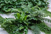 Porcelain tiles interplanted with Soleirolia soleirolii syn. Helxine soleirolii - Mind-your-own-business and ferns