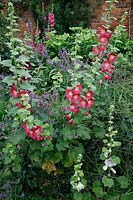 Alcea rosea - Hollyhock - in flower bed