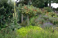Herb garden with Rosa - Rose, Lavendula - Lavender and Verbascum 