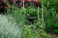 Herb garden with bird bath surrounded by Verbascum