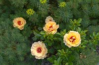 Hybrid Hulthemia persica Rosa 'Maja Babylon Eyes'