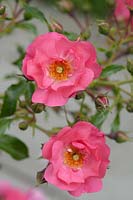 Shrub Rosa 'Heidetraum' 'Blooming Carpet'