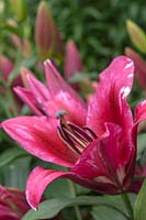 Oriental Trumpet Lilium 'Palazzo' - Orienpet Lily