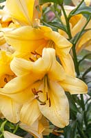 Oriental Trumpet Lilium 'Terrasol' - Orienpet Lily