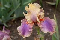 Tall Bearded Iris 'Colette Thurillet' - Jean Cayeux, 1991