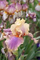 Tall Bearded Iris 'Colette Thurillet' 