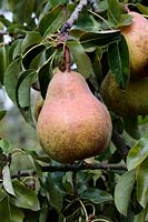 Pyrus communis 'Merton Pride' - dessert pears 
