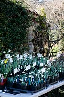 Tray of small pots of Galanthus nivalis - Snowdrop - for sale