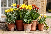 Tulipa 'Brown Sugar' and yellow Triumph Tulip in terracotta pots on a flagstones near house