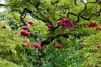 Papaver somniferum - Opium Poppy - growing through the canopy of a small Acer palmatum dissectum - Japanese Maple 