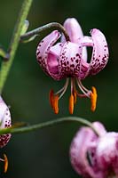Lilium lankongense - Lankong Lily