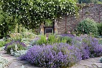 Beds with Lavandula angustifolia - English lavender and Stachys byzantina - Lamb's-ear, near path, stone wall beyond