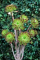 Aeonium arboreum 'Atropurpeum'