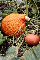 Winter squash variety Red Warty pumpkins - Cucurbita maxima, in a vegetable bed