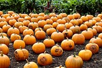 Cucurbita pepo - Winter squash or Halloween pumpkins arrayed in rows in a pumpkin bed