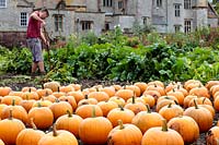 Cucurbita pepo - Winter squash or Halloween pumpkins arrayed in rows in a pumpkin bed. A gardener works in the background