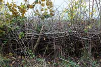 A hedge, using a laying technique, two to three years old