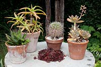 Aloes, Sempervivums, a Graptopetalum and a cactus arranged in pots on an outdoor table