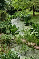 Meander or rill with stepping stones. Lysichiton americanus - yellow skunk cabbage line the waters edge