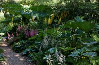 Bog garden planting includes: Astilbe chinensis, Ligularia dentata and Gunnera manicata 