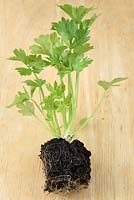 Apium graveolens var. rapaceum 'Monarch' AGM Celeriac. Young plant started in individual cell tray ready to plant out.