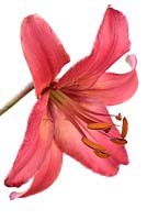 Lilium  'Pink Flight'  Asiatic Lily  