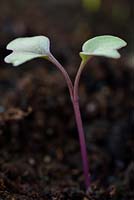 Brassica oleracea - Gongylodes Group  'Modrava' 