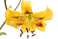 Lilium  'Yellow Bruse'  Asiatic Lily  