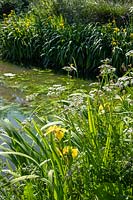 Large natural pond with Iris pseudacorus - Yellow Flag Iris and Oenanthe crocata - Hemlock Water Dropwort 
