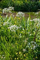 Oenanthe crocata - Hemlock Water Dropwort growing near natural pond amongst other plants such as Iris pseudacorus - Yellow Flag Iris