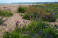 Wildflowers including Viper's Bugloss, Knapweed, Valerian and Wild Carrot, Slapton Sands, South Devon, UK. 