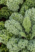 Brassica oleracea var. sabellica  - Kale 'Starbor'