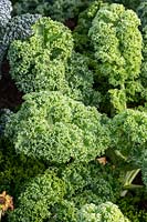 Brassica oleracea var. sabellica  - Kale 'Dwarf Green Curled'