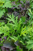 Salad Leaves 'Frilly Mix'