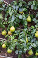 Pyrus - Pear 'Doyenne du Comice'