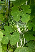Cucurbita ficifolia - Fig-Leaved Gourd