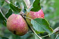 Malus domestica - Apple 'Lord Hindlip'