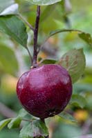 Malus domestica - Apple 'Lurefresh'