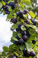Prunus insititia 'Dittisham Damson' - Damson 