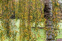 Betula pendula 'Tristis' - Weeping Birch