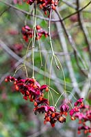 Euonymus planipes  Spindle Tree