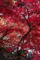Acer palmatum with red fall colours