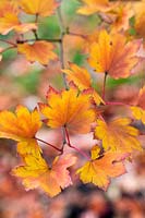 Acer sieboldianum - Siebold's Maple