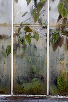 Greenhouse windows with leaves showing through dirty windows