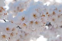 Prunus x yedoensis - Yoshino cherry covered with snow closeup.