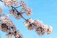 Prunus x yedoensis - Yoshino cherry against blue sky