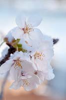 Prunus x yedoensis - Yoshino cherry covered with snow.