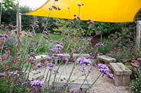 Verbena bonariensis and persicaria with seating area under sail awning beyond -  Sedlescombe Primary School, Sussex