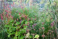 Late summer border with Verbena bonariensis, Persicaria, Phlomis seed heads and Aster - Sedlescombe Primary School, Sussex, UK. 