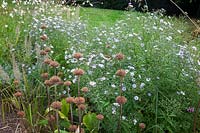 Aster and Phlomis seedheads in late summer border. Sedlescombe Primary School, Sussex, UK. 